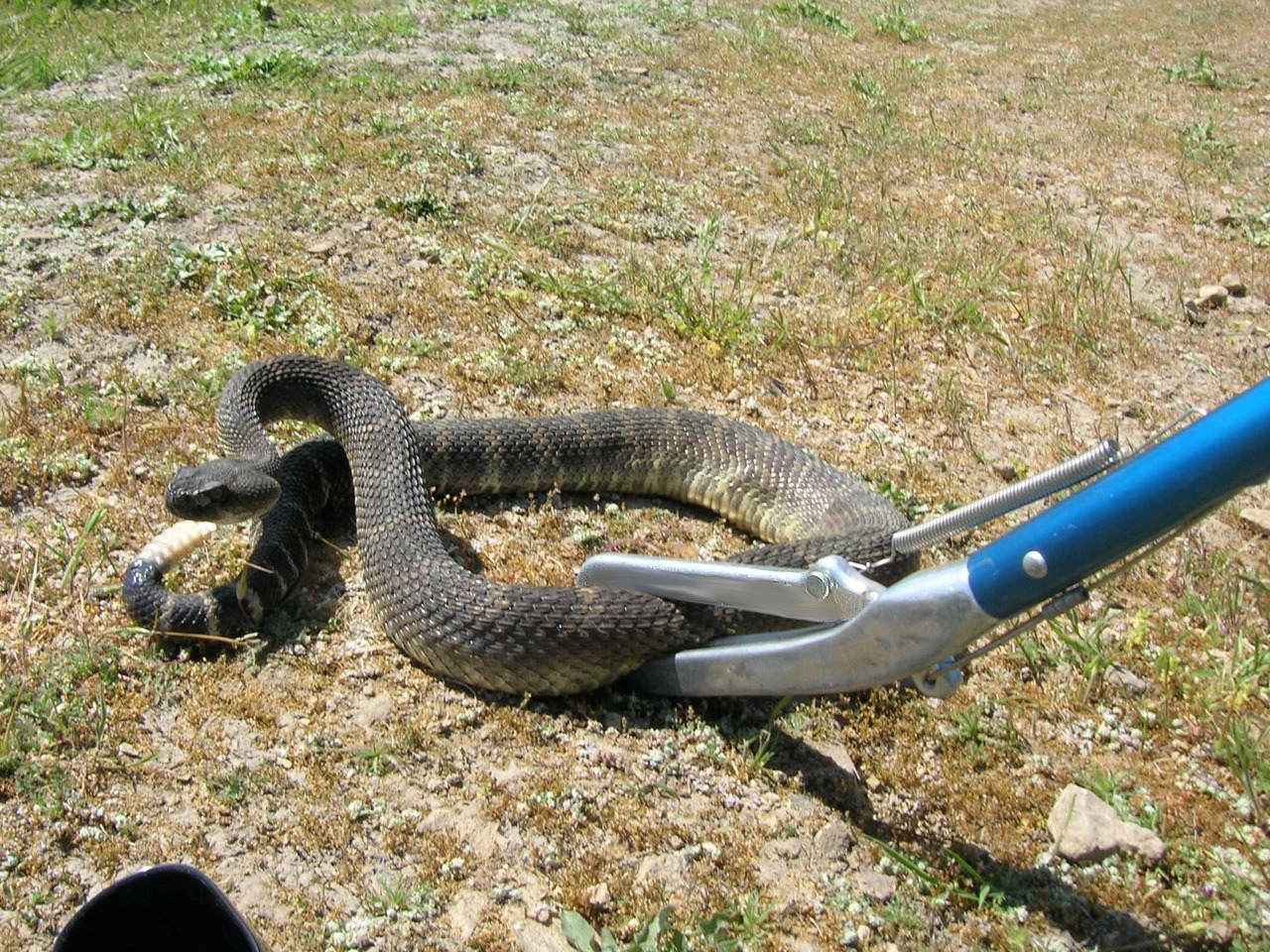Déreptilisation