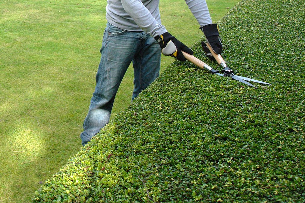 Entretien espaces verts